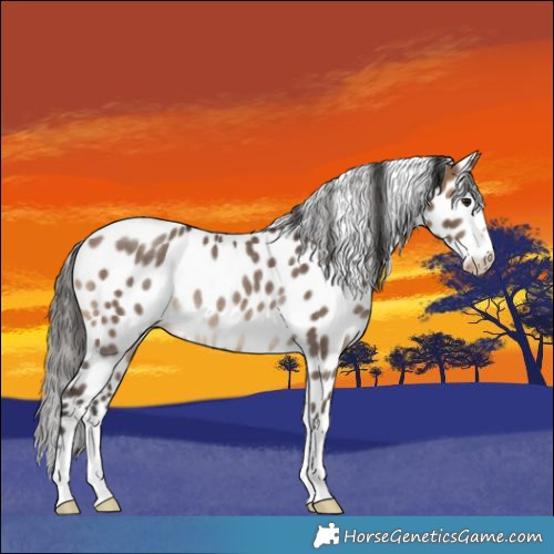 Horse Color:Brown Dun Appaloosa Rabicano 