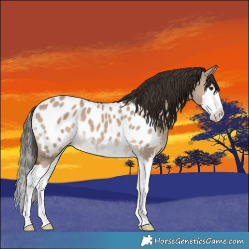 Horse Color:Liver Red Dun Splash Appaloosa 