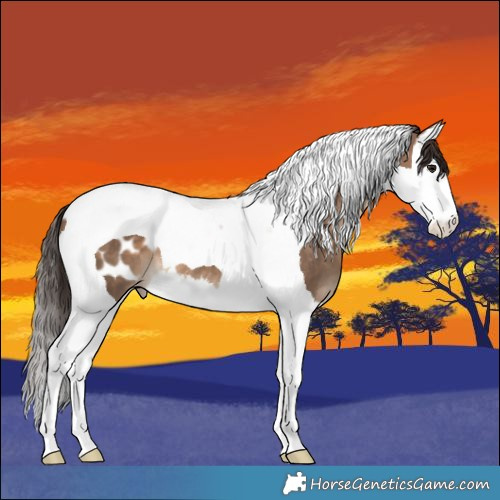 Horse Color:Brown Dun Splash Tobiano Appaloosa 