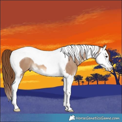 Horse Color:Red Dun Splash Tobiano 