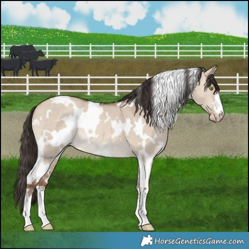 Horse Color:White Spotted Sable Champagne Dun 