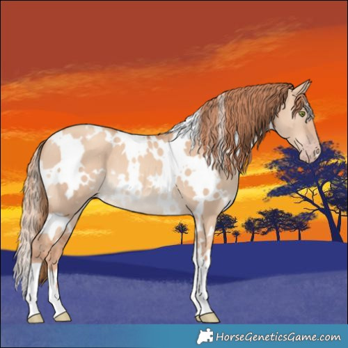 Horse Color:White Spotted Gold Champagne Dun 