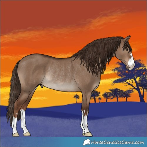 Horse Color:Liver Red Dun Rabicano 