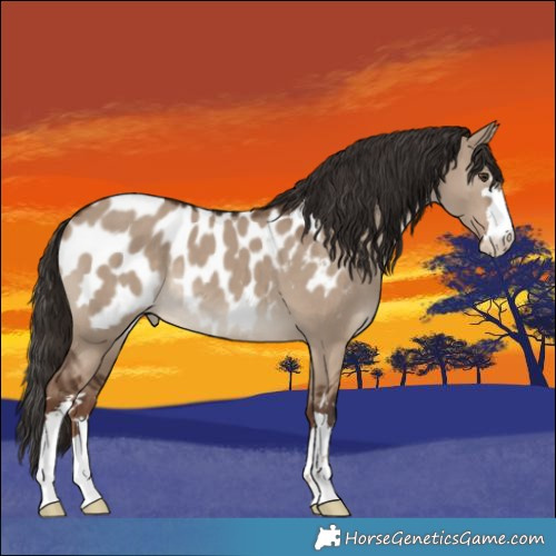 Horse Color:Liver Red Dun Appaloosa 