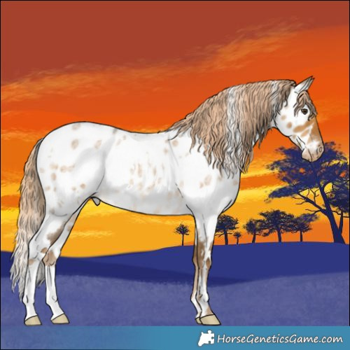 Horse Color:White Spotted Chocolate Palomino Roan Dun Appaloosa 