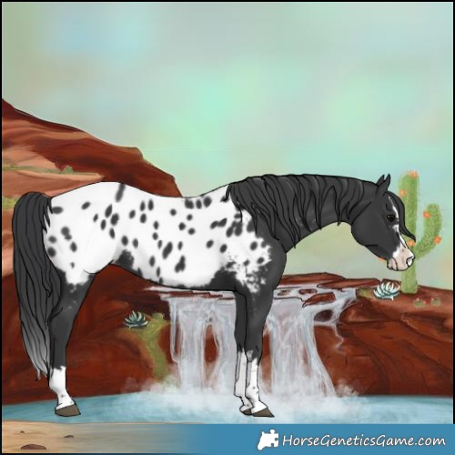Horse Color:Black Splash Appaloosa Rabicano 
