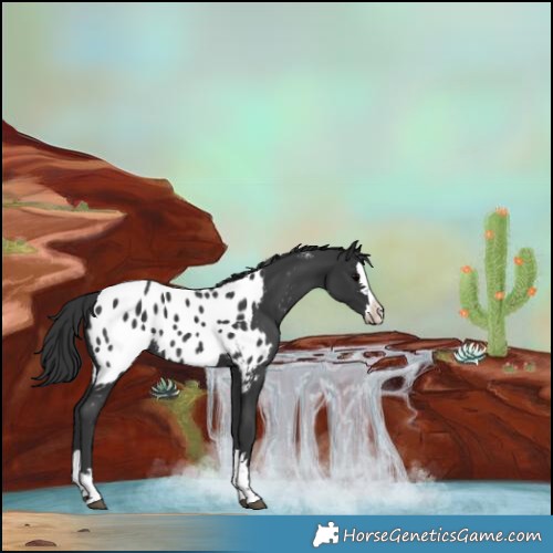 Horse Color:Black Splash Appaloosa Rabicano 