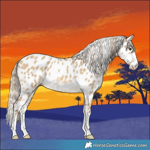 Horse Color:Chocolate Palomino Dun Appaloosa 