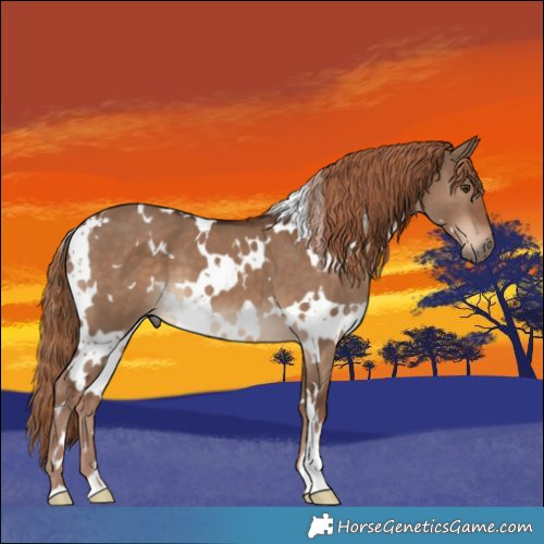 Horse Color:White Spotted Liver Red Dun 
