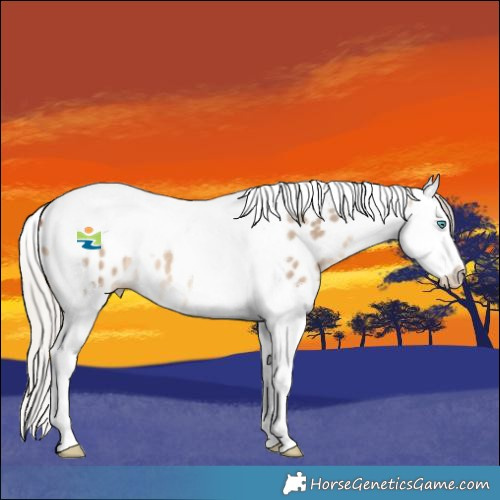 Horse Color:Silver Bay Dun Splash Tobiano Appaloosa 