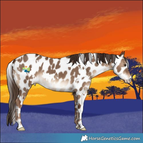 Horse Color:White Spotted Liver Red Dun Appaloosa 