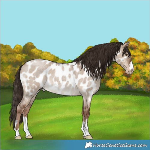 Horse Color:Liver Red Dun Roan Appaloosa 