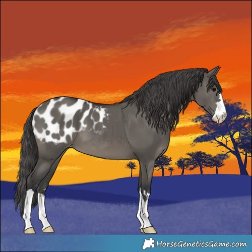 Horse Color:Grullo Appaloosa 