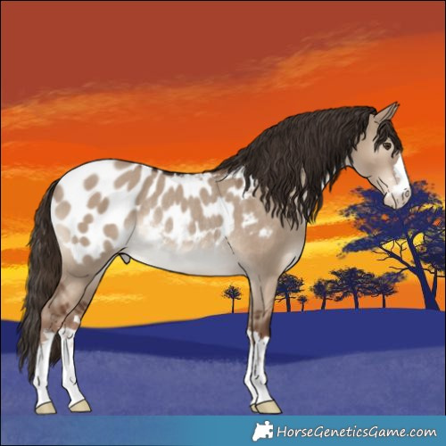 Horse Color:Liver Red Dun Appaloosa Rabicano 