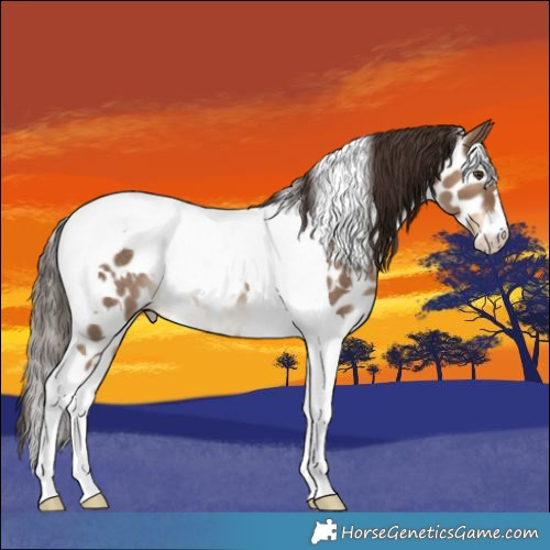 Horse Color:White Spotted Liver Red Dun Tobiano Appaloosa Rabicano 