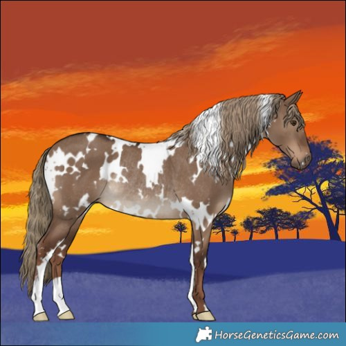 Horse Color:White Spotted Liver Red Dun Rabicano 