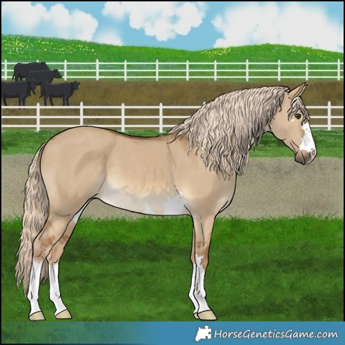 Horse Color:Chocolate Palomino Dun 