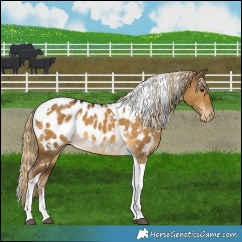 Horse Color:White Spotted Chocolate Palomino Dun Tobiano Appaloosa 