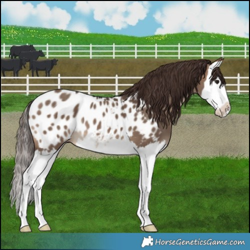 Horse Color:Brown Dun Splash Appaloosa 