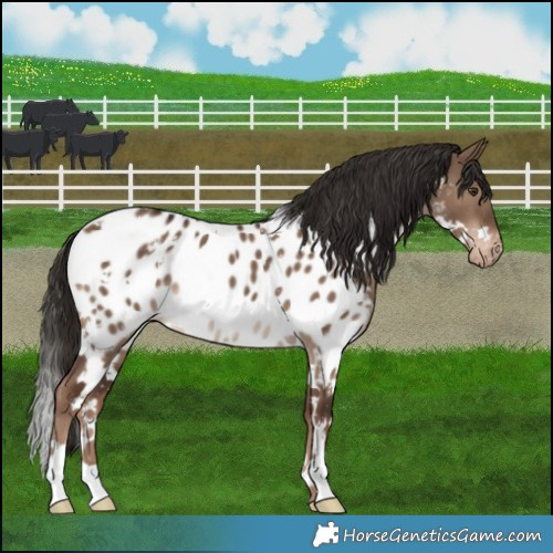 Horse Color:White Spotted Liver Red Dun Appaloosa 