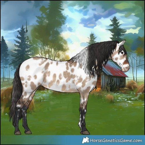 Horse Color:White Spotted Brown Dun Appaloosa Rabicano 