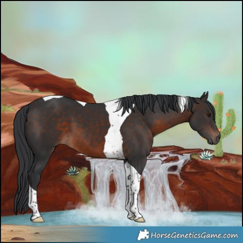 Horse Color:Brown Tobiano 