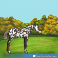 Horse Color:Liver Chestnut Sabino Near Leopard