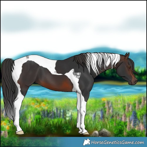 Horse Color:Brown Tobiano