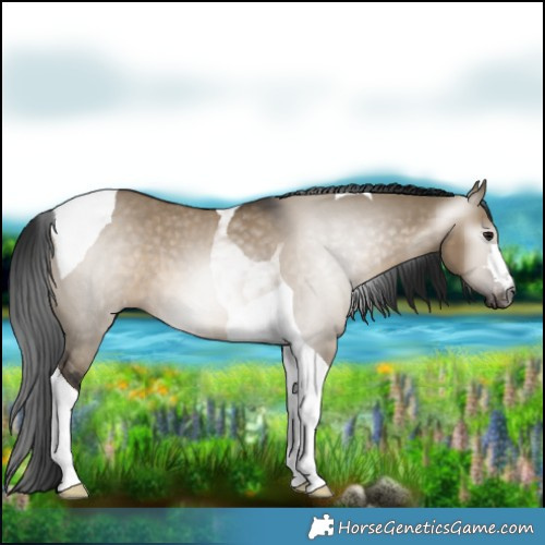 Horse Color:Gray Brown Dun Tobiano Varnish 