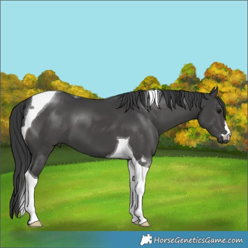 Horse Color:Black Tobiano 