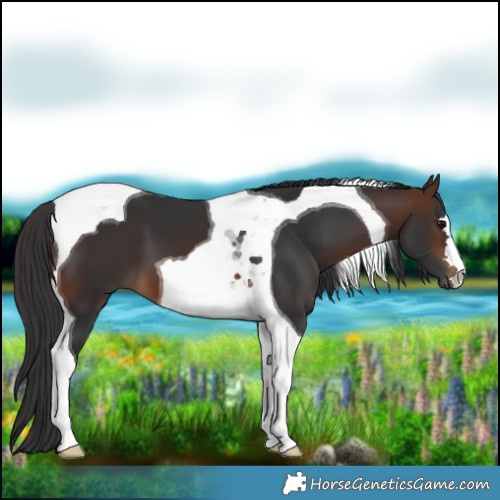 Horse Color:Brown Tobiano