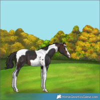 Horse Color:Brown Tobiano
