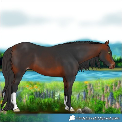 Horse Color:Bay Varnish