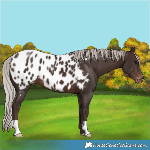 Horse Color:Silver Bay Near Leopard 