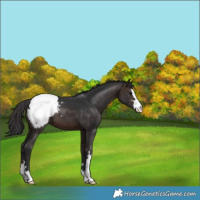 Horse Color:Brown Snowcap