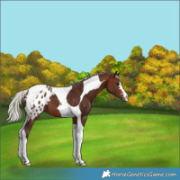 Horse Color:Silver Brown Tobiano Blanket 