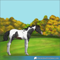 Horse Color:Brown Tobiano 