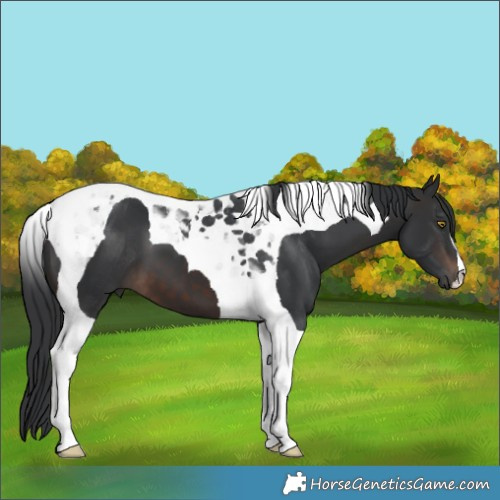 Horse Color:Brown Tobiano