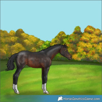 Horse Color:Brown 