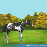 Horse Color:Brown Tobiano Blanket 