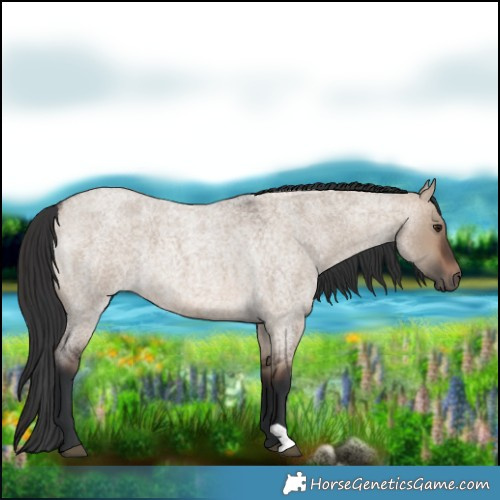 Horse Color:Brown Roan Dun 