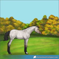 Horse Color:Brown Roan Dun 