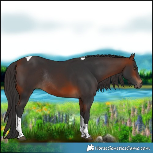 Horse Color:Bay Tobiano Rabicano 