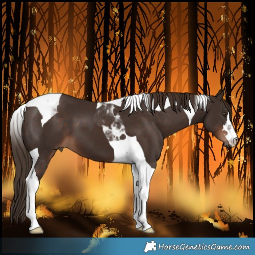 Horse Color:Liver Chestnut Tobiano 