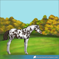 Horse Color:Liver Chestnut Tobiano Near Leopard 