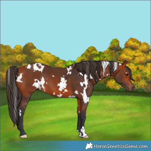 Horse Color:White Spotted Bay 