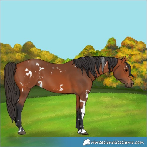 Horse Color:White Spotted Bay 
