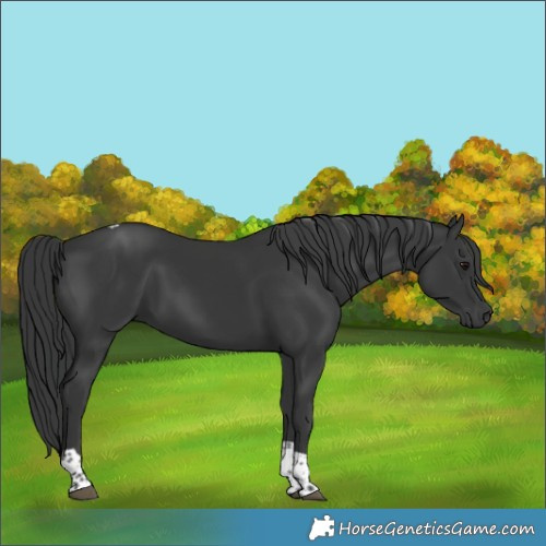 Horse Color:Black Tobiano 
