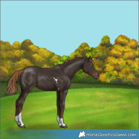 Horse Color:Liver Chestnut Tobiano 