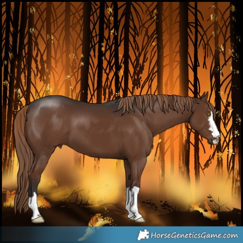 Horse Color:Liver Chestnut